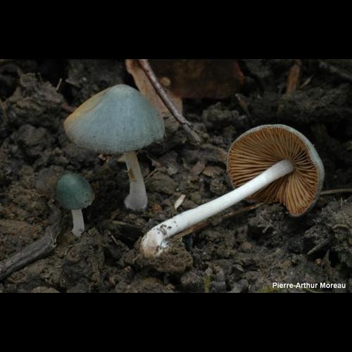 <i>Pholiotina aeruginosa</i> (Romagn.) M.M.Moser, 1978 © PA. Moreau