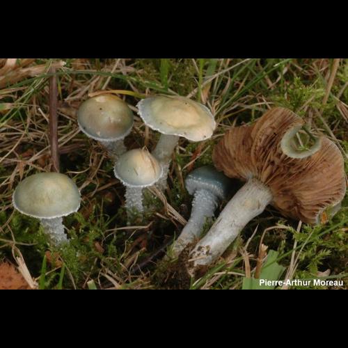 <i>Stropharia pseudocyanea</i> (Desm.) Morgan, 1908 © PA. Moreau