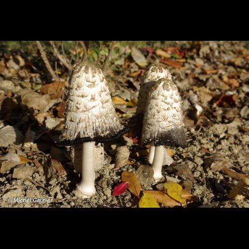 <i>Coprinus comatus</i> (O.F.Müll.) Pers., 1797 © Michel Garnier