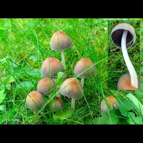 <i>Coprinellus micaceus</i> (Bull.) Vilgalys, Hopple & Jacq.Johnson, 2001 © P. Noël