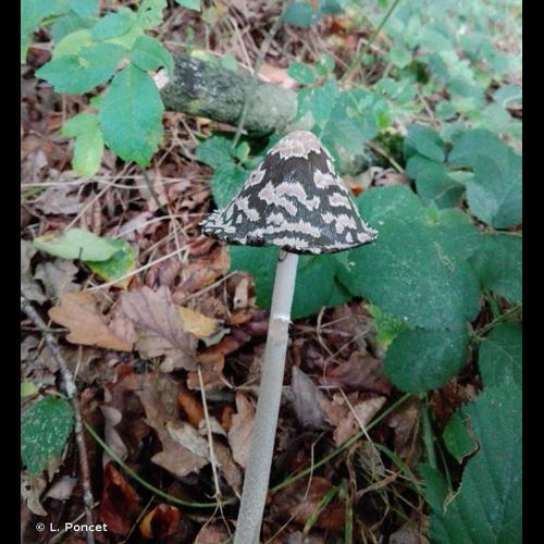 <i>Coprinopsis picacea</i> (Bull.) Redhead, Vilgalys & Moncalvo, 2001 &copy; L. Poncet