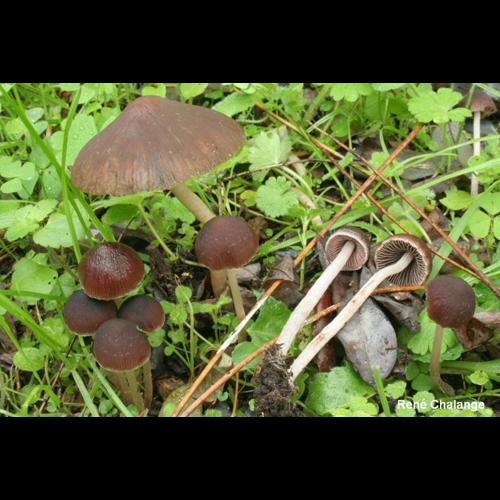 <i>Psathyrella bipellis</i> (Quél.) A.H.Sm., 1946 © R. Chalange