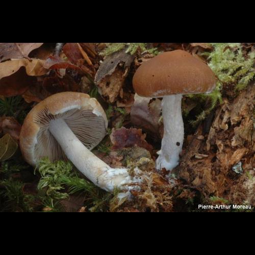 <i>Typhrasa gossypina</i> (Bull.) Örstadius & E.Larss., 2015 © PA. Moreau