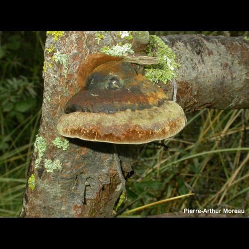 <i>Phellinus hippophaecola</i> Jahn © PA. Moreau
