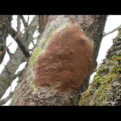 <i>Fomitiporia punctata</i> (P.Karst.) Murrill, 1947 © D. Sugny