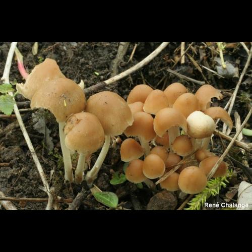 <i>Psathyrella multipedata</i> (Peck) A.H.Sm., 1941 © R. Chalange