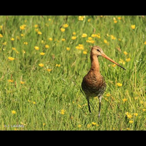 <i>Limosa limosa</i> (Linnaeus, 1758) © J. LAIGNEL