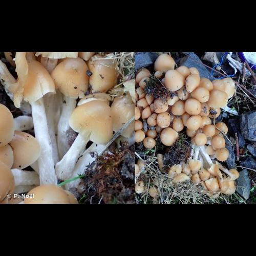 <i>Psathyrella piluliformis</i> (Bull.) P.D.Orton, 1969 © P. Noël