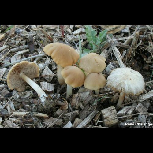 <i>Psathyrella spadiceogrisea</i> (Schaeff.) Maire, 1937 &copy; R. Chalange