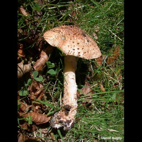 <i>Echinoderma asperum</i> (Pers.) Bon, 1991 © D. Sugny