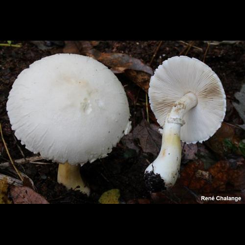 <i>Leucoagaricus holosericeus</i> (Gillet) M.M.Moser, 1967 © R. Chalange