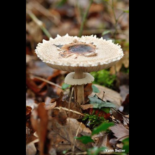 <i>Macrolepiota konradii</i> (Huijsman ex P.D.Orton) M.M.Moser, 1967 © Y. Sellier