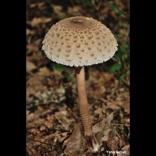 <i>Macrolepiota procera</i> (Scop.) Singer, 1948 © Y. Sellier