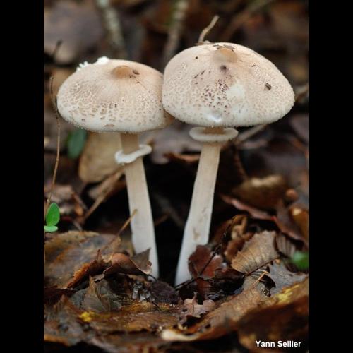<i>Macrolepiota rickenii</i> (Velen.) Bellù & Lanzoni, 1987 © Y. Sellier