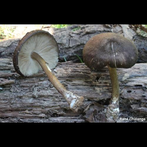 <i>Pluteus tricuspidatus</i> Velen., 1939 © R. Chalange