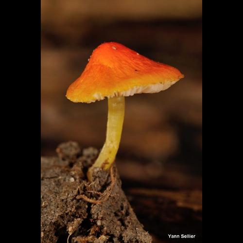 <i>Pluteus aurantiorugosus</i> (Trog) Sacc., 1896 © Y. Sellier