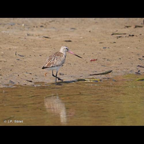 <i>Limosa lapponica</i> (Linnaeus, 1758) © J.P. Siblet