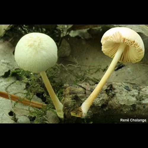 <i>Pluteus boudieri</i> P.D.Orton, 1960 © R. Chalange