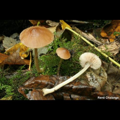 <i>Pluteus chrysophaeus</i> (Schaeff.) Quél., 1872 © R. Chalange