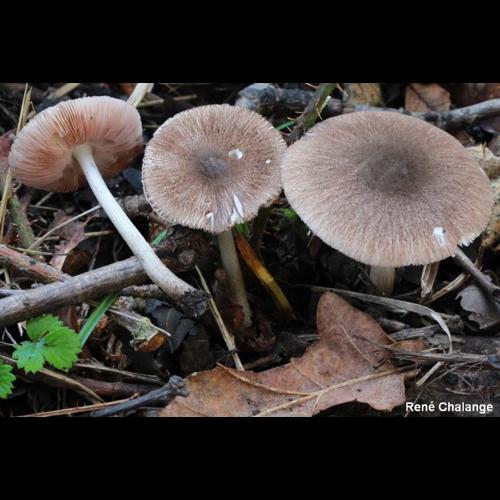 <i>Pluteus ephebeus</i> (Fr.) Gillet, 1876 © R. Chalange