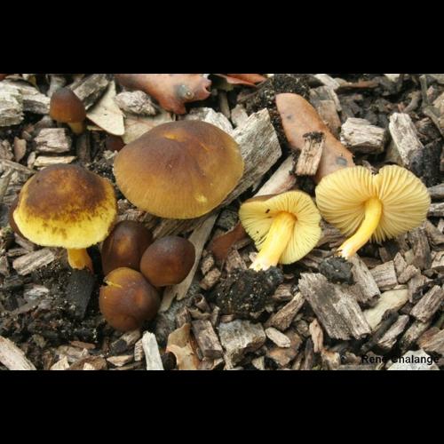 <i>Pluteus romellii</i> (Britzelm.) Sacc., 1895 © R. Chalange