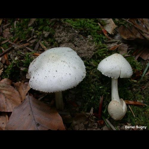 <i>Volvariella hypopithys</i> (Fr.) Shaffer, 1957 © D. Sugny