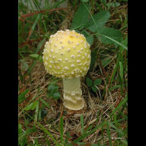 <i>Amanita ceciliae</i> (Berk. & Broome) Bas, 1984 &copy; A. Horellou