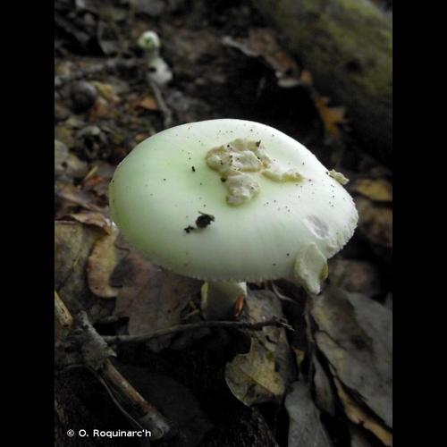 <i>Amanita citrina</i> Pers., 1797 © O. Roquinarc'h