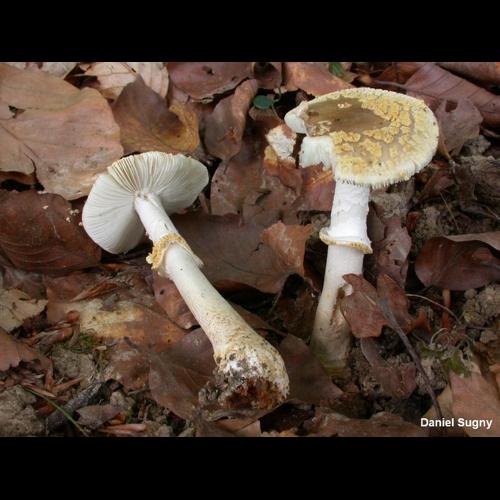 <i>Amanita franchetii</i> (Boud.) Fayod, 1889 © D. Sugny