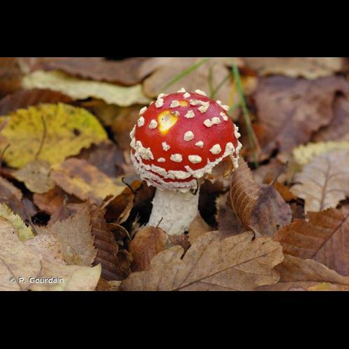 <i>Amanita muscaria</i> (L.) Lam., 1783 © P. Gourdain