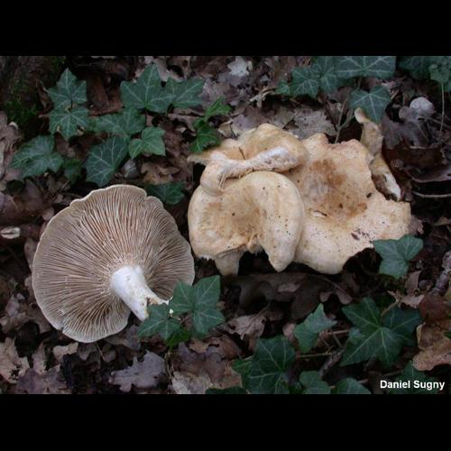 <i>Lactarius acerrimus</i> Britzelm., 1893 © D. Sugny