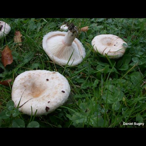 <i>Lactarius pubescens</i> Fr., 1838 © D. Sugny