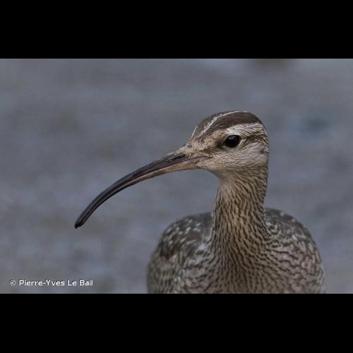<i>Numenius phaeopus</i> (Linnaeus, 1758) © Pierre-Yves Le Bail