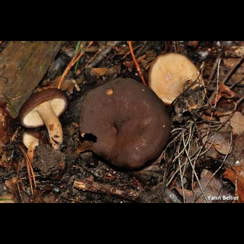 <i>Lactarius subumbonatus</i> Lindgr., 1845 © Y. Sellier