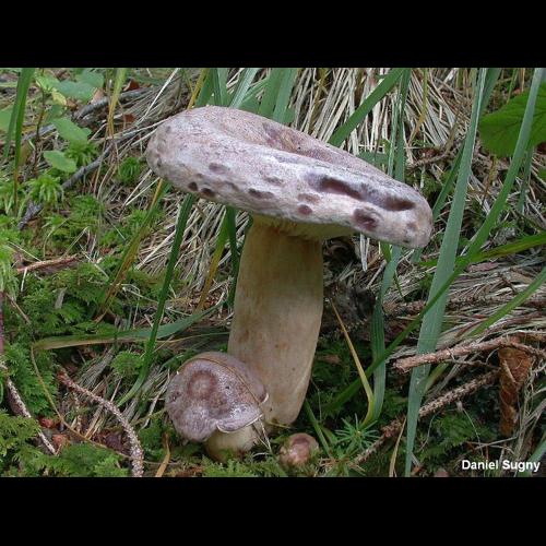 <i>Lactarius trivialis</i> (Fr.) Fr., 1838 &copy; D. Sugny