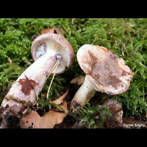 <i>Lactarius uvidus</i> (Fr.) Fr., 1838 © D. Sugny