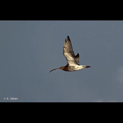 <i>Numenius arquata</i> (Linnaeus, 1758) © S. Siblet