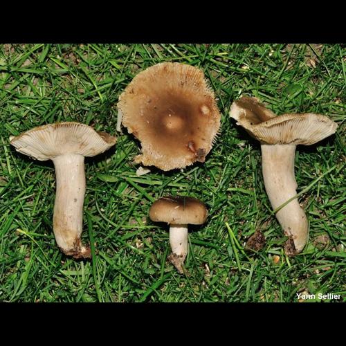 <i>Russula amoenolens</i> Romagn., 1952 © Y. Sellier