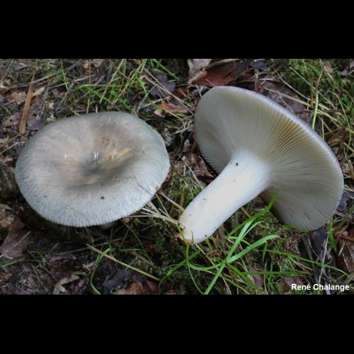 <i>Russula anatina</i> Romagn., 1967 © R. Chalange