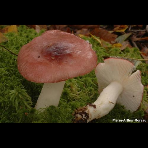 <i>Russula aquosa</i> Leclair, 1933 &copy; PA. Moreau