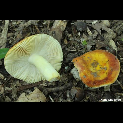 <i>Russula aurea</i> Pers., 1796 © R. Chalange