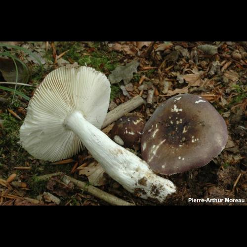 <i>Russula brunneoviolacea</i> Crawshay, 1930 © PA. Moreau