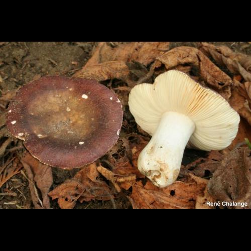 <i>Russula carminipes</i> J.Blum, 1954 © R. Chalange