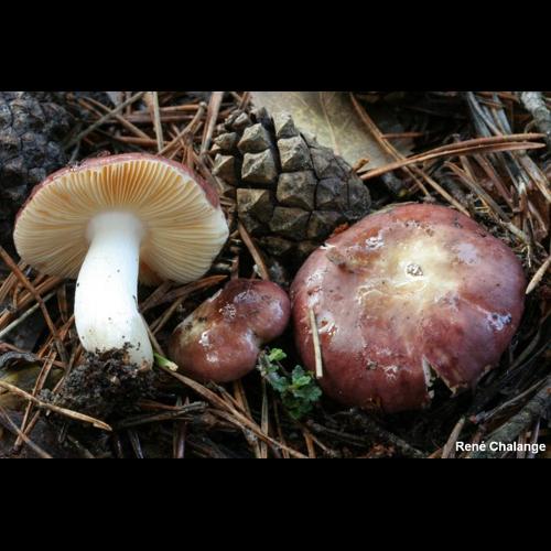 <i>Russula cessans</i> A.Pearson, 1950 © R. Chalange