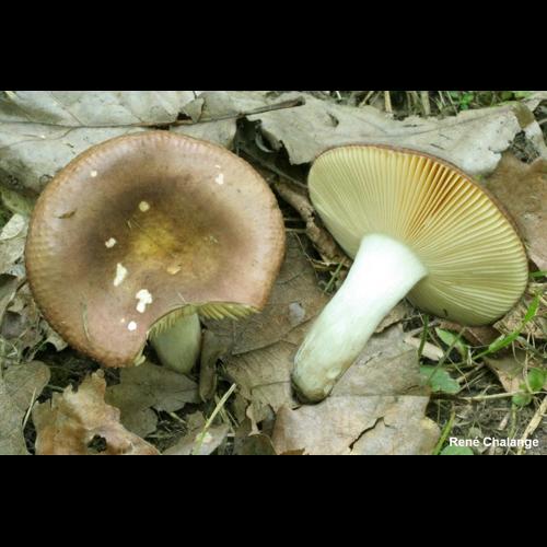 <i>Russula cuprea</i> Krombh., 1845 © R. Chalange