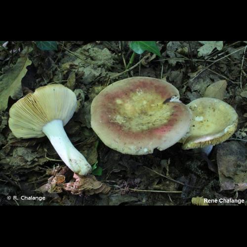 <i>Russula decipiens</i> (Singer) Kühner & Romagn., 1953 © R. Chalange