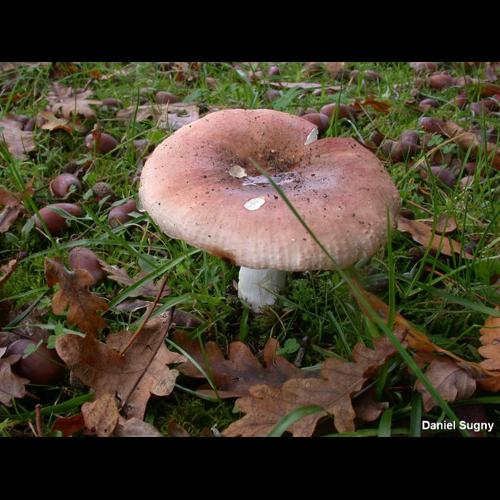 <i>Russula exalbicans</i> (Pers.) Melzer & Zvára, 1928 © D. Sugny