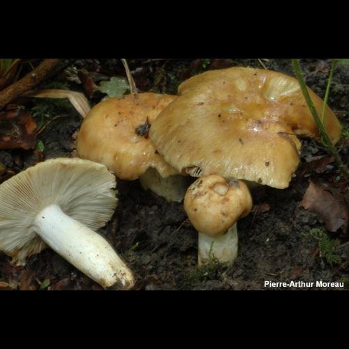 <i>Russula foetens</i> Pers., 1796 © PA. Moreau