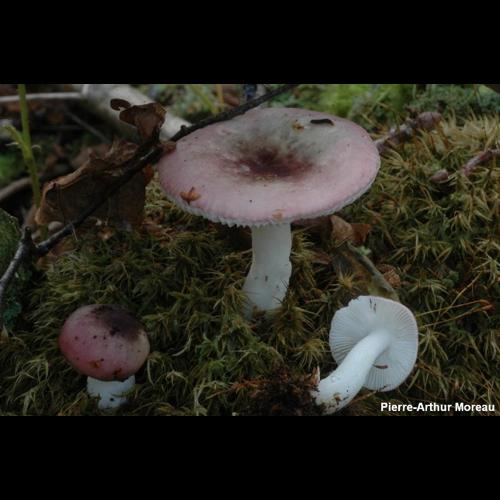 <i>Russula fragilis</i> Fr., 1838 © PA. Moreau