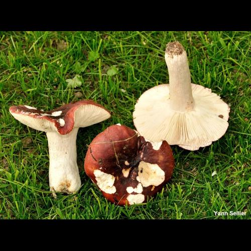 <i>Russula atropurpurea</i> (Krombh.) Britzelm., 1893 © Y. Sellier